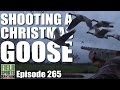 Fieldsports Britain - Shooting a Christmas Goose