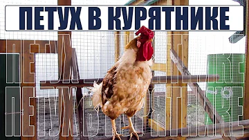 Для чего нужен ПЕТУХ в КУРЯТНИКЕ