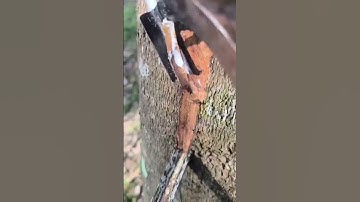 the process of extracting rubber sap from the tree #shortvideo
