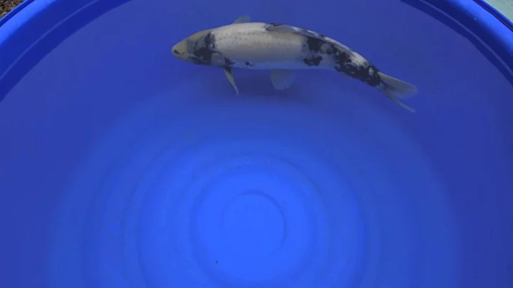 Koi Logic - Ogata Shiro Utsuri 47cm Ref: KL2014-059