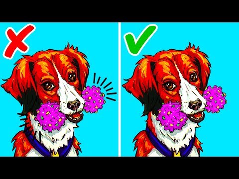 Video: Mancanza di tempo? Ecco 4 modi utili per tenere in forma il tuo cane
