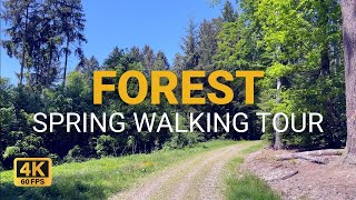 4K Hiking in the spring forest | ASMR walk, birds and jungle sound