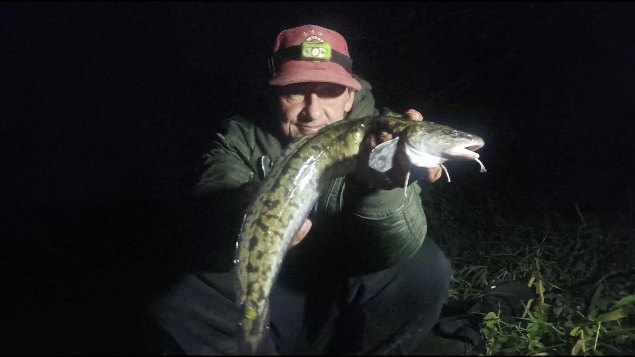 Mník jednovousý...Lota Lota....Nelovím jenom kapry.