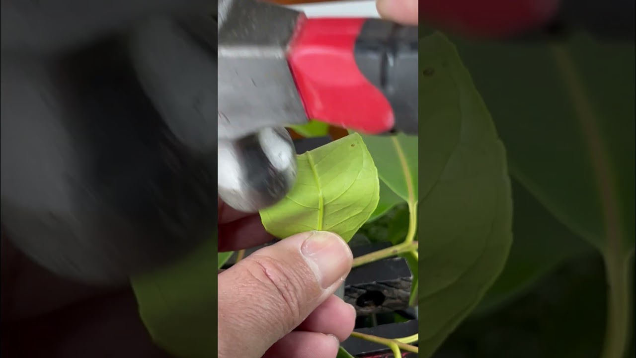 How to cut perfect circular shapes from paper