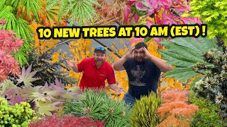 10 New Trees at 10 AM (EST) | Japanese Maples, Conifers, and Rare Plants For Your Garden | MrMaple
