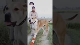 Just Looking At This Dog Will Scare You 