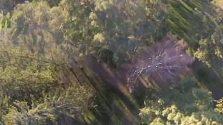 Pine trees and FPV Freestyle
