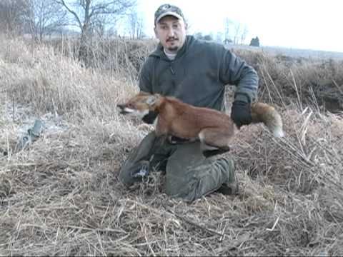 Red Fox Trapping with Steve Purvis