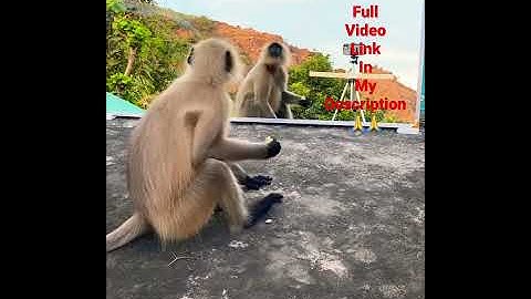 Mirror Prank for Monkey Hilarious #monkey #animal #cute  #shorts