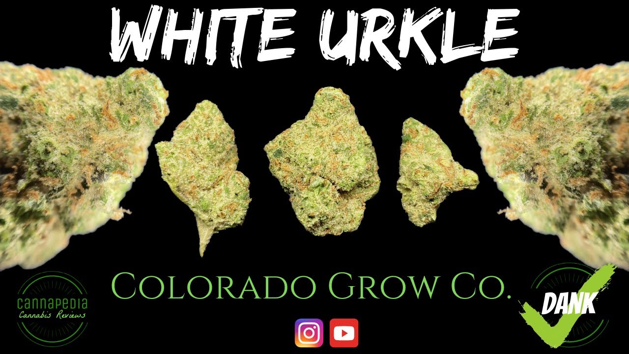 White Urkle Strain Review - Colorado Grow Company - Cannapedia