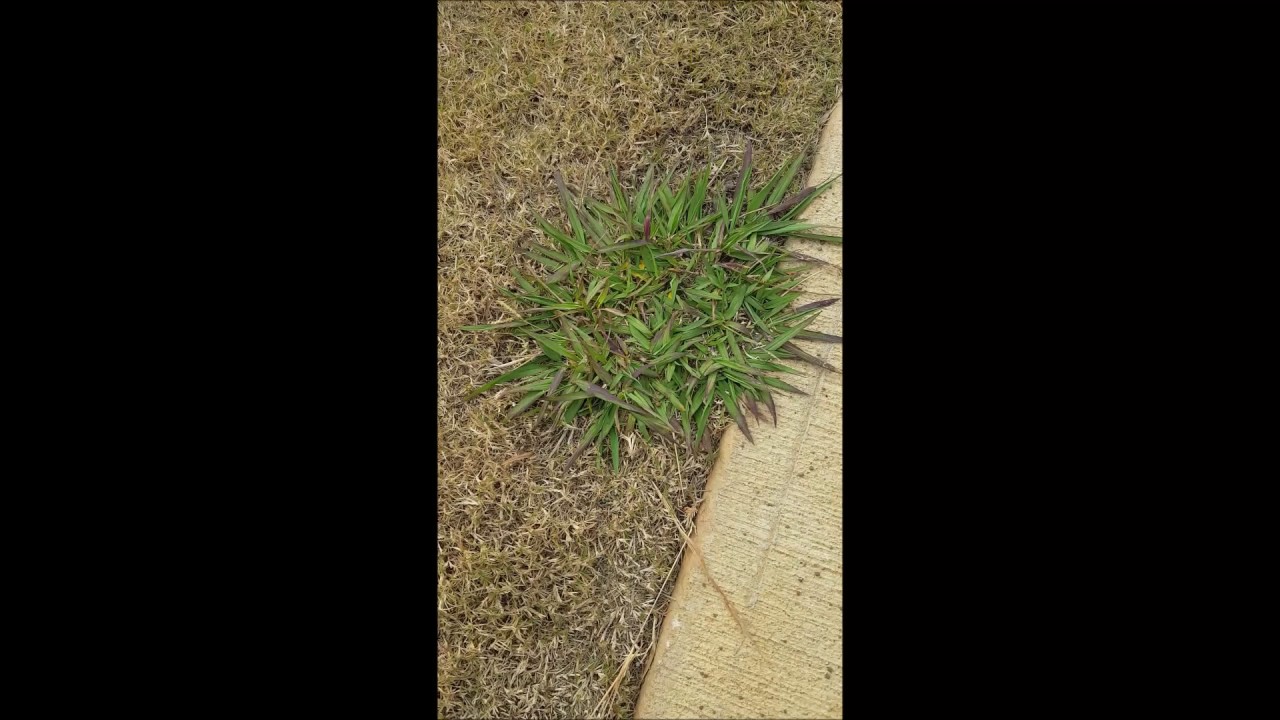 How to Kill Dallisgrass with Glyphosate - Dormant Bermudagrass only!!! - YouTube