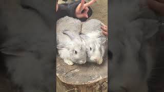 #rabbit #pets #animals #shortsvideo #shorts #viral
