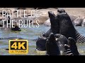 Real 4K HDR 60fps: Battle of the Bulls - The Northern Elephant Seal in HDR