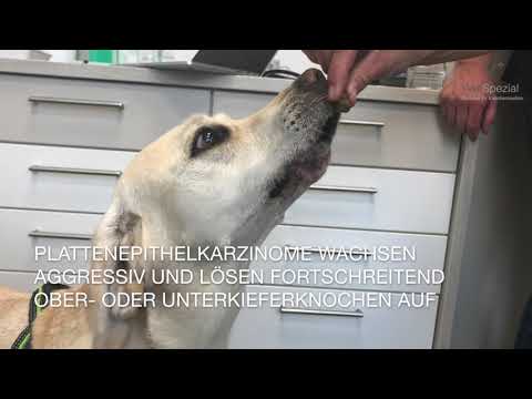 Video: Abnormaler Urinabfluss Aufgrund Einer Harnblasenfunktionsstörung Bei Hunden