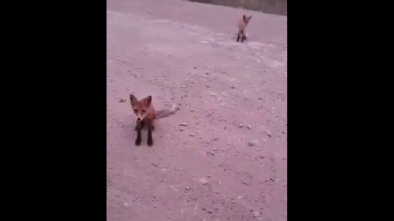 Подозрительная лиса. Лиса просит еду. Голодная лиса. Лиса просит кушать. Голодная лисица однажды