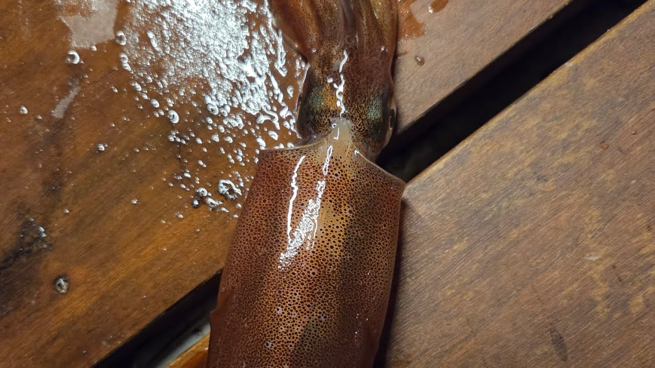 시드니 오징어 포인트 대공개!!!!