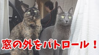 パトロールする猫たちを外から撮ってみた