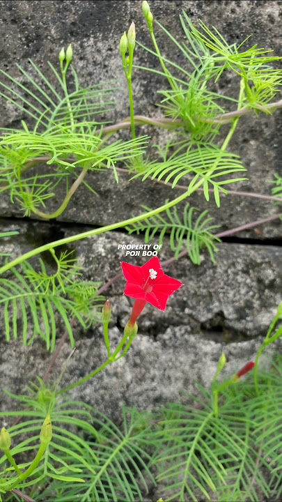 EARTH OR SKYLINE PLANT !!️ Ipomoea quamoclit #skylife #ipomoea #earthlice