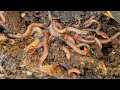 Composting with Craig Ep: 395 Checking in On Outside Red Wiggler Worm Bin