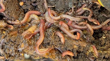 Composting with Craig Ep: 395 Checking in On Outside Red Wiggler Worm Bin