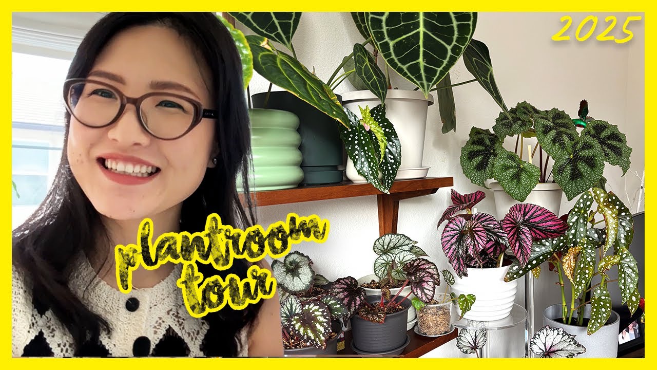 2025 Plant Room Reveal! Over 30 Begonias & My Plant Collection 🌱