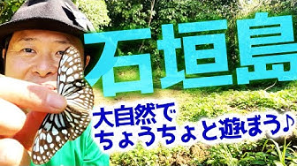 ちょうちょ Youtube