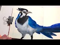 Experimenting with gouache  painting a jay