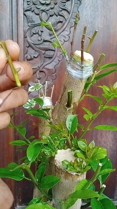 easy way to graft bougainvillea flower cuttings