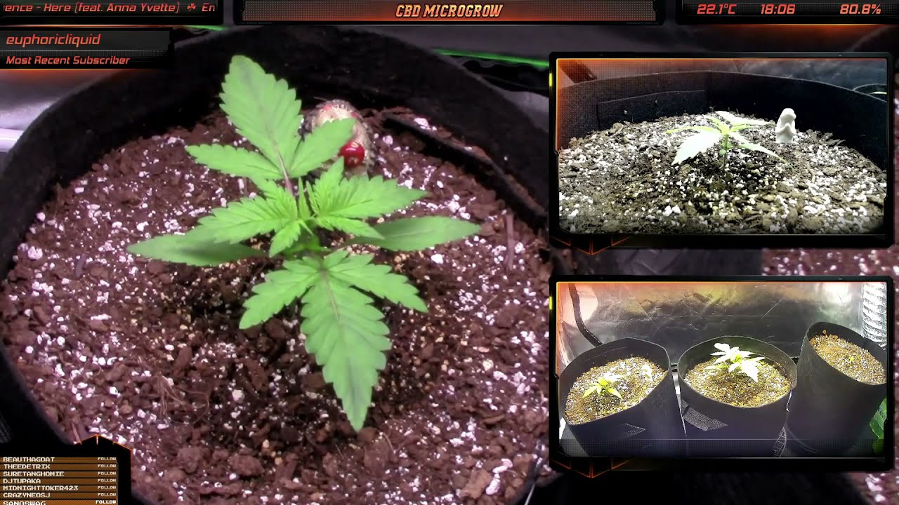 Purple Kush 🍁Canadian🍁 Cannabis Time Lapse - Update 1