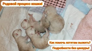 Родовой процесс кошки (без цензуры)! После просмотра Вам будет не страшно! by DEBORKADER 18,329 views 3 years ago 10 minutes, 15 seconds