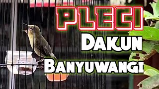 Pleci dakun Banyuwangi gacor isian kenari