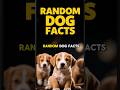Random Dog Facts You Didn't Know You Needed! Top 2025 Video! Best Good Information About Canines!