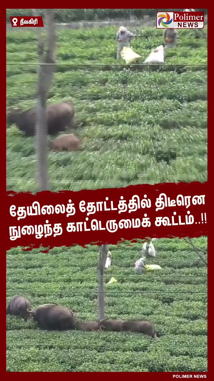 தேயிலைத் தோட்டத்தில் திடீரென நுழைந்த காட்டெருமைக் கூட்டம்..!! #shorts