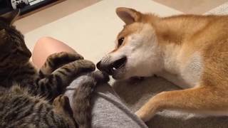 FUNNY DOG and CAT Videos Cats vs Dogs Compilation #3 by Dog - Puppies, Terrier, Poodle, Rottweiler, Pug 27 views 6 years ago 5 minutes, 38 seconds