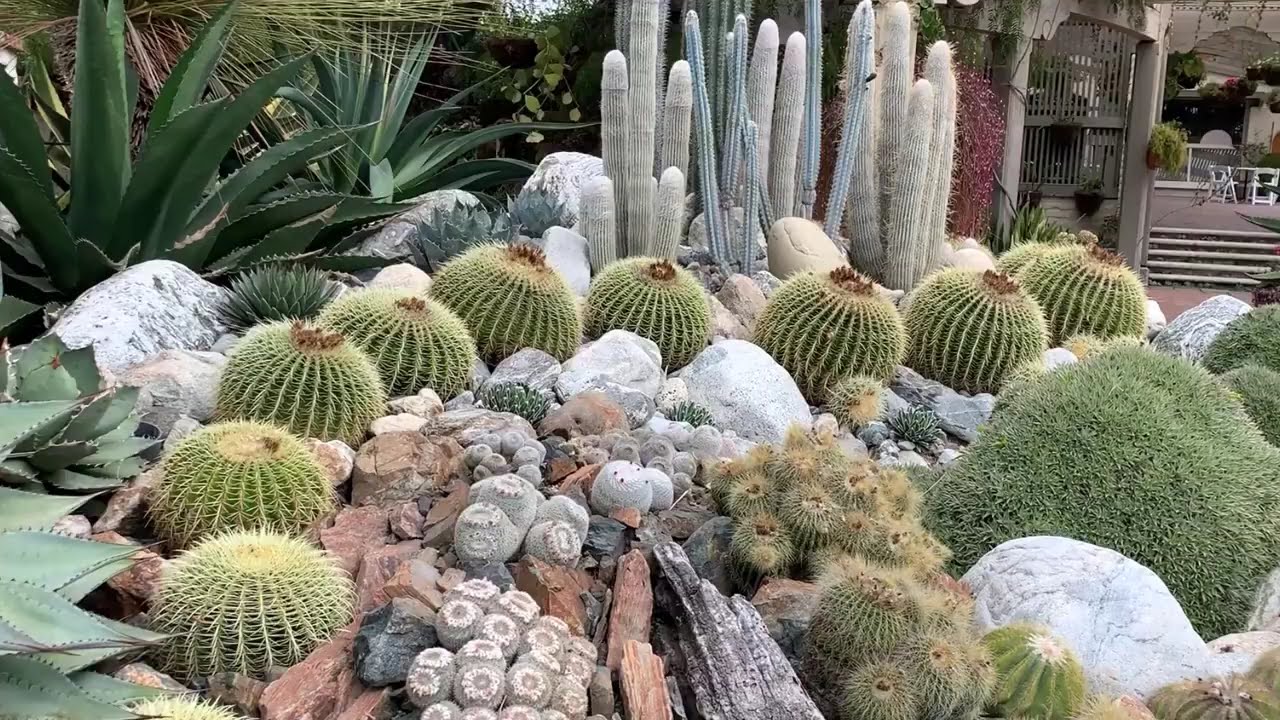 Beautiful Cactus Garden Tour -  Sherman Library