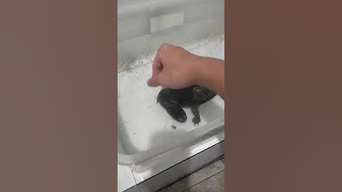 Rùa Cổ Rắn Full Đen #turtle