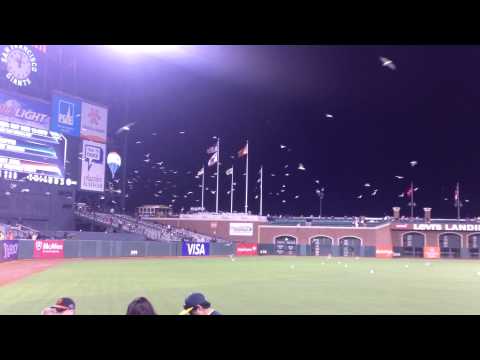 Flying cleaning crew at ATT park