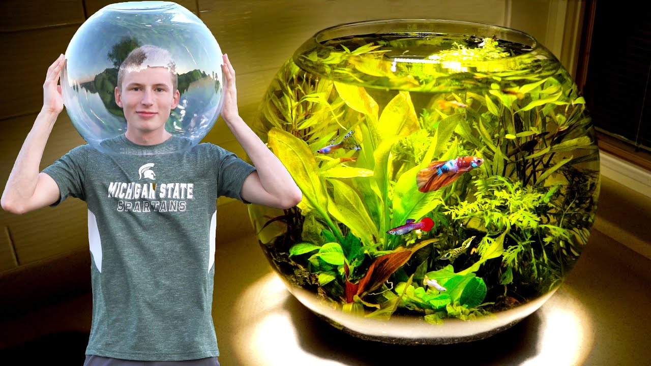15 gallon bowl, fish bowl, aquascape, planeted aquarium, betta, guppy, pond...