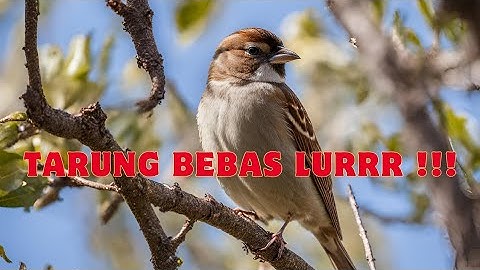 Masteran Burung Gereja Tarung nyeret Panjang Jernih dan 100% Ampuh !!!