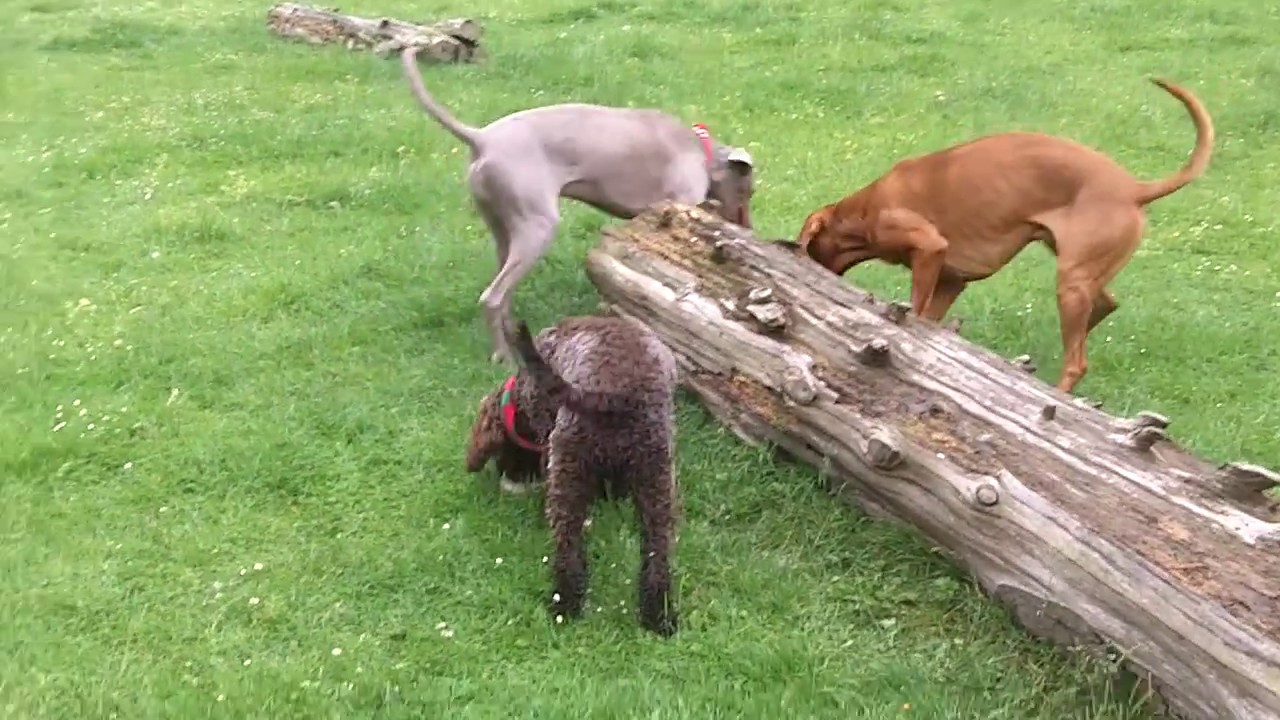 Cockapoo Barney, Vizsla Archie & Sebastian Weimaraner. - YouTube