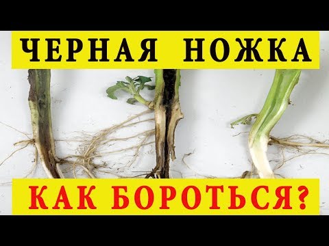 Видео: Что такое болезнь черной ножки - лечение болезни черной ножки в саду