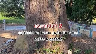 @Werawut Wongwasan6309 กระบากใหญ่ต้นที่ 3 ของอุตรดิตถ์