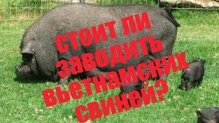 стоит ли покупать вьетнамских вислобрюхих свиней?