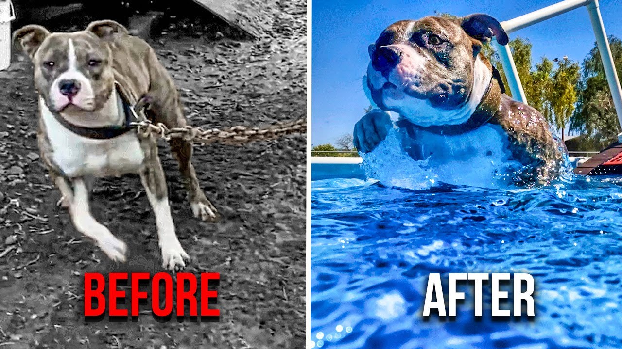 From Chained, To Trained... (I was in over my head!)