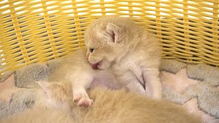 Tiny kitten Donut is able to groom herself. So cute