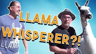 The Llama Whisperer, Cesar Millan