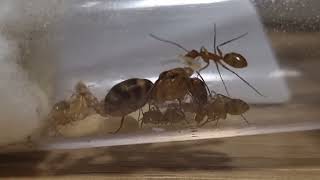 Camponotus - INÍCIO DE COLÔNIA