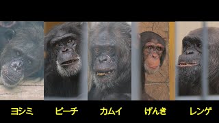 ヤマネとチンパンジー Kamui, Genki, Yoshimi, Peach, Renge, Nihondaira Zoo