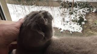 Sochi The Cat: Snow purr / s05.e01 HD