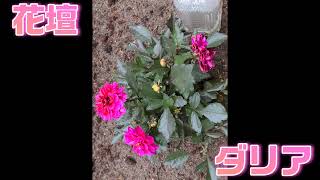 @ミニツル薔薇誘引　花壇と庭の花　ジニア